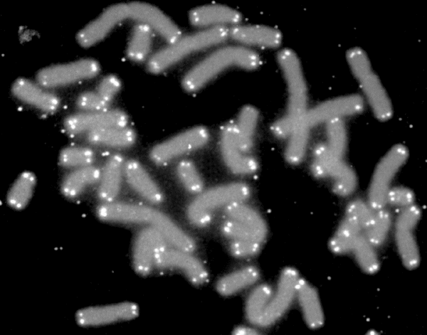 Telomeres at the end of your chromosomes (shown in white spots) are a major anti-aging target 