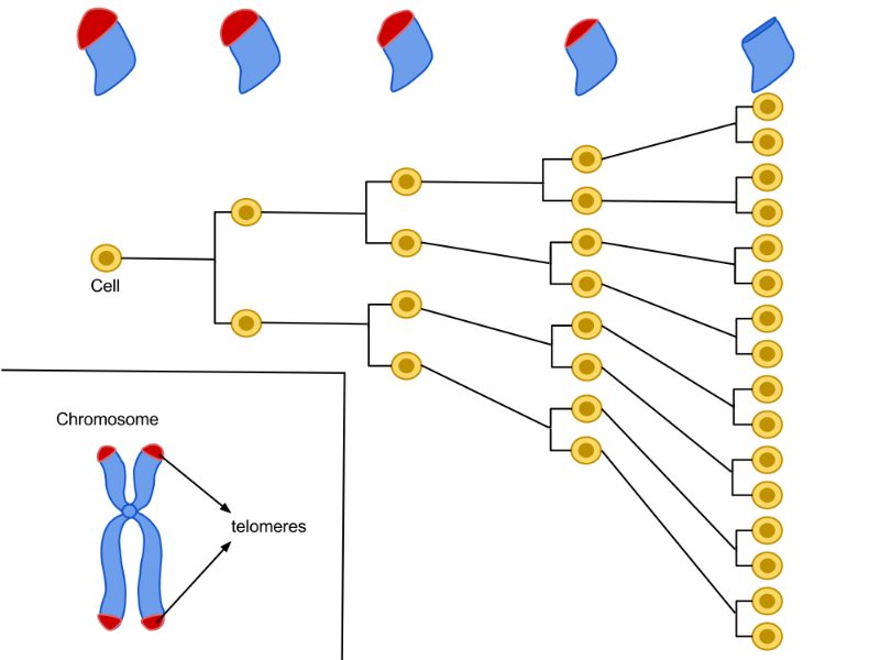 When telomeres reach a critical length cells can no longer divide, which contributes to the aging process 