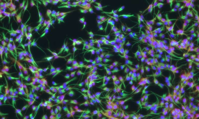 Neural stem cells born from skin cells Credit: Mingliang Zhang, PhD, Gladstone Institutes