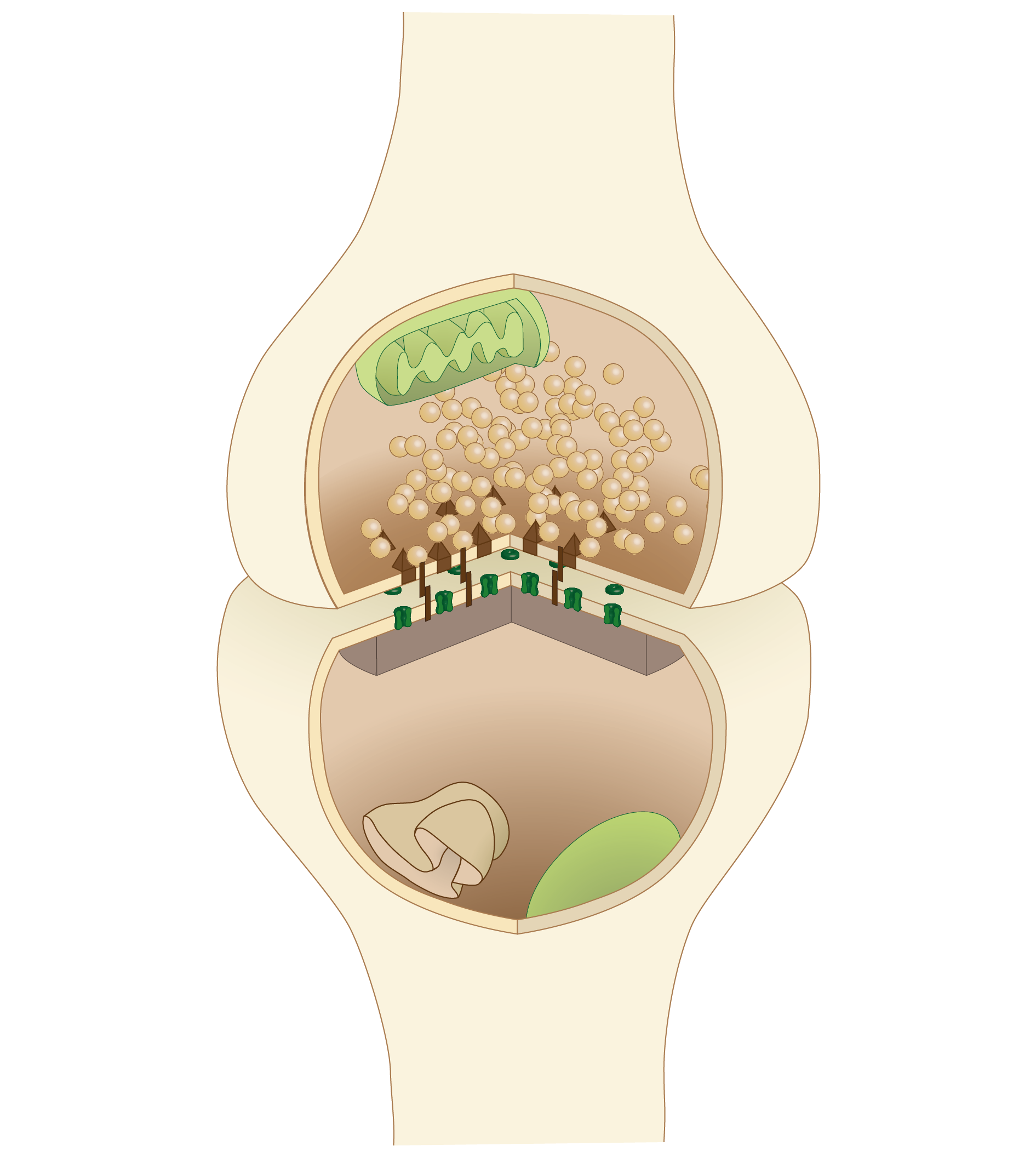 Vesicle trafficking is an integral part of neuronal activity