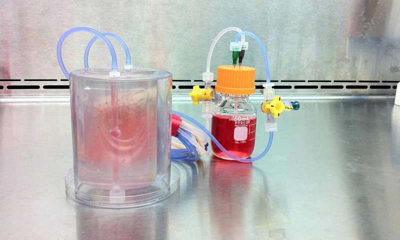 The bioreactor, with growing bone inside. Credit: Sarindr Bhumiratana/Columbia Engineering