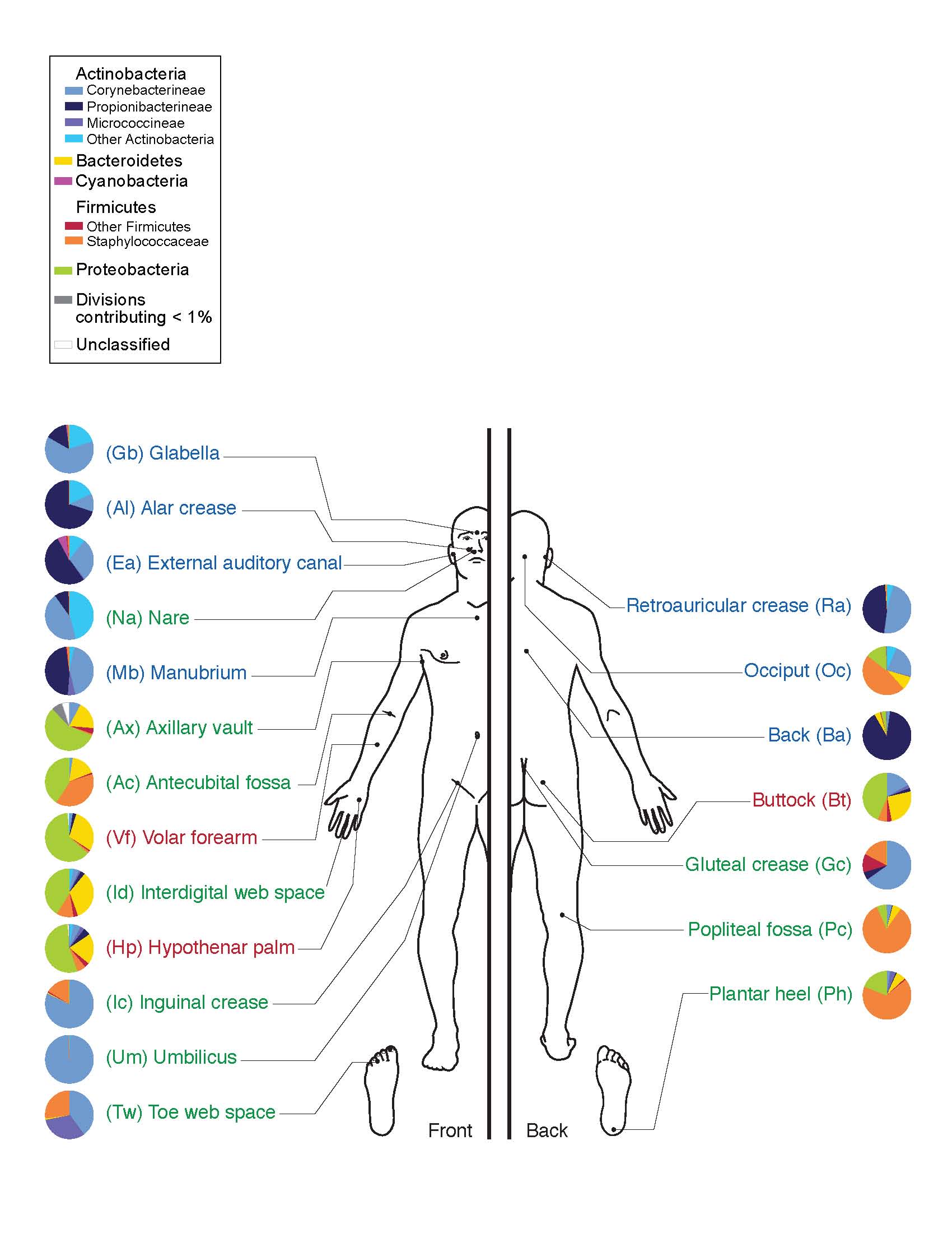 Humans have a multitude of different microbes living on and in us