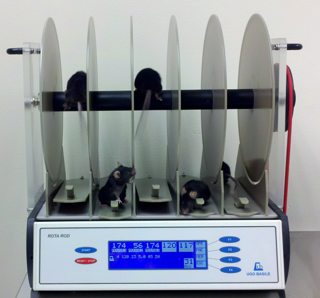 A Rotarod test machine. The rod rotates and the time that mice can stay running on it is measured. This is a measure of the mice’s balance, coordination, physical condition, and motor-planning