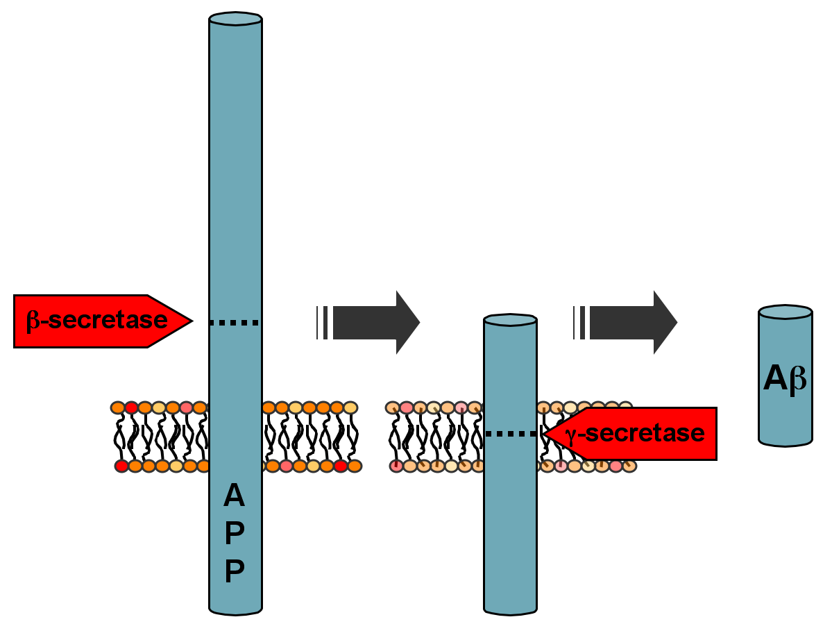 Beta-secretase acts on amyloid precursor protein (APP) to produce toxic amyloid beta (although it's still far from established exactly what drives Alzheimer's)