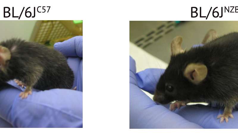 Two mice with a different mitochondrial gene variant. On the right the mouse has aged 'better', with better fur quality muscle mass and strength. Credit: CNIC