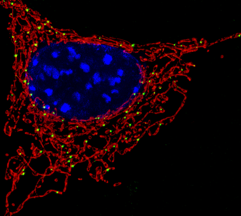 Mitochondria, shown in red. Credit: NICHD/U. Manor