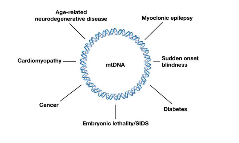 Mitochondrial mutations are linked to a large number of diseases and conditions. Credit: Maulik Patel, Vanderbilt University