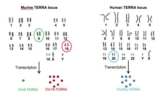 In mice TERRA is mostly transcribed at chromosome 18, but in humans 20q is the primary TERRA locus. Credit: CNIO