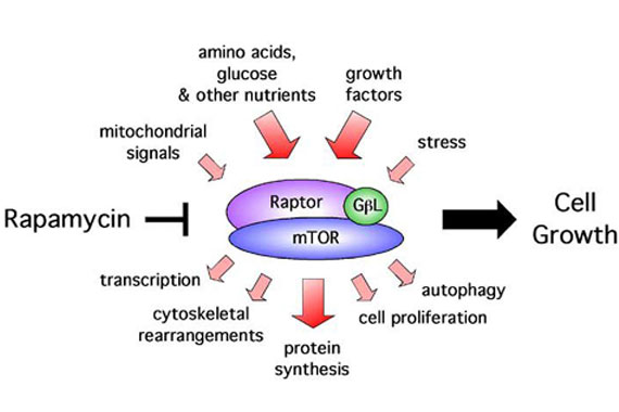 Rapamycin inhibits the mTOR pathway, impacting on growth and increasing cellular recycling. Credit: David Guertin