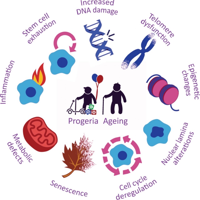 Credit: Dido Carrero, Clara Soria-Valles, Carlos López-Otín Disease Models and Mechanisms 2016 9: 719-735