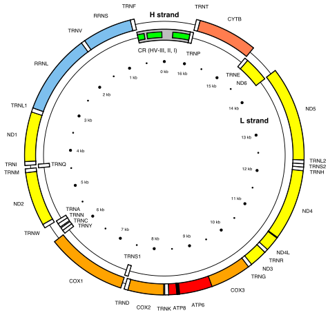 The human mitochondrial genome
