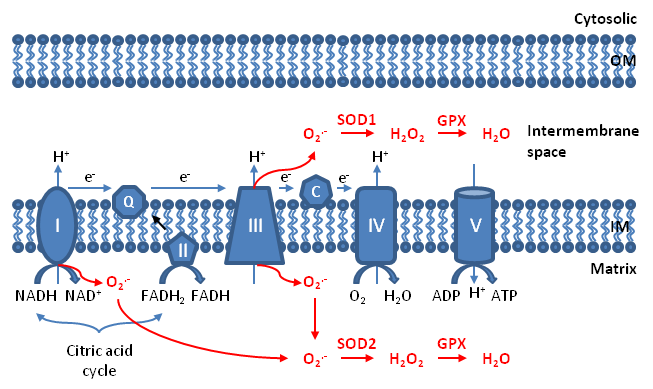 The electron transport chain within mitochondria