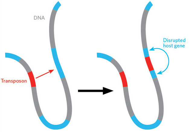  Credit: Phillip Dumesic, UCSF (Adapted from Transposon by Lauren Solomon, Broad Institute