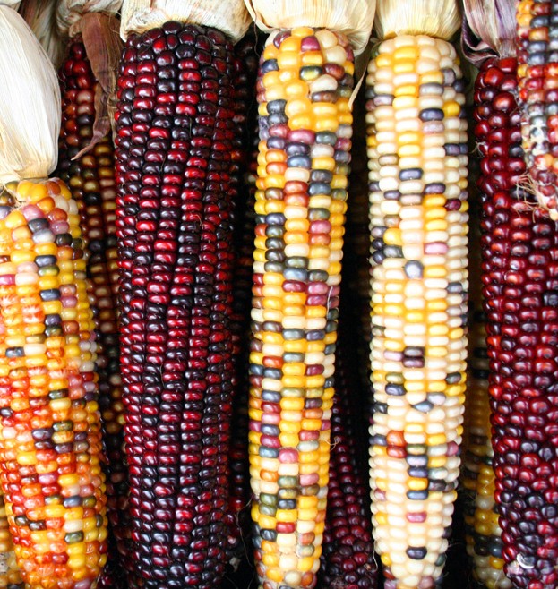 Transposons were first discovered in corn, where they cause varied expression of colour