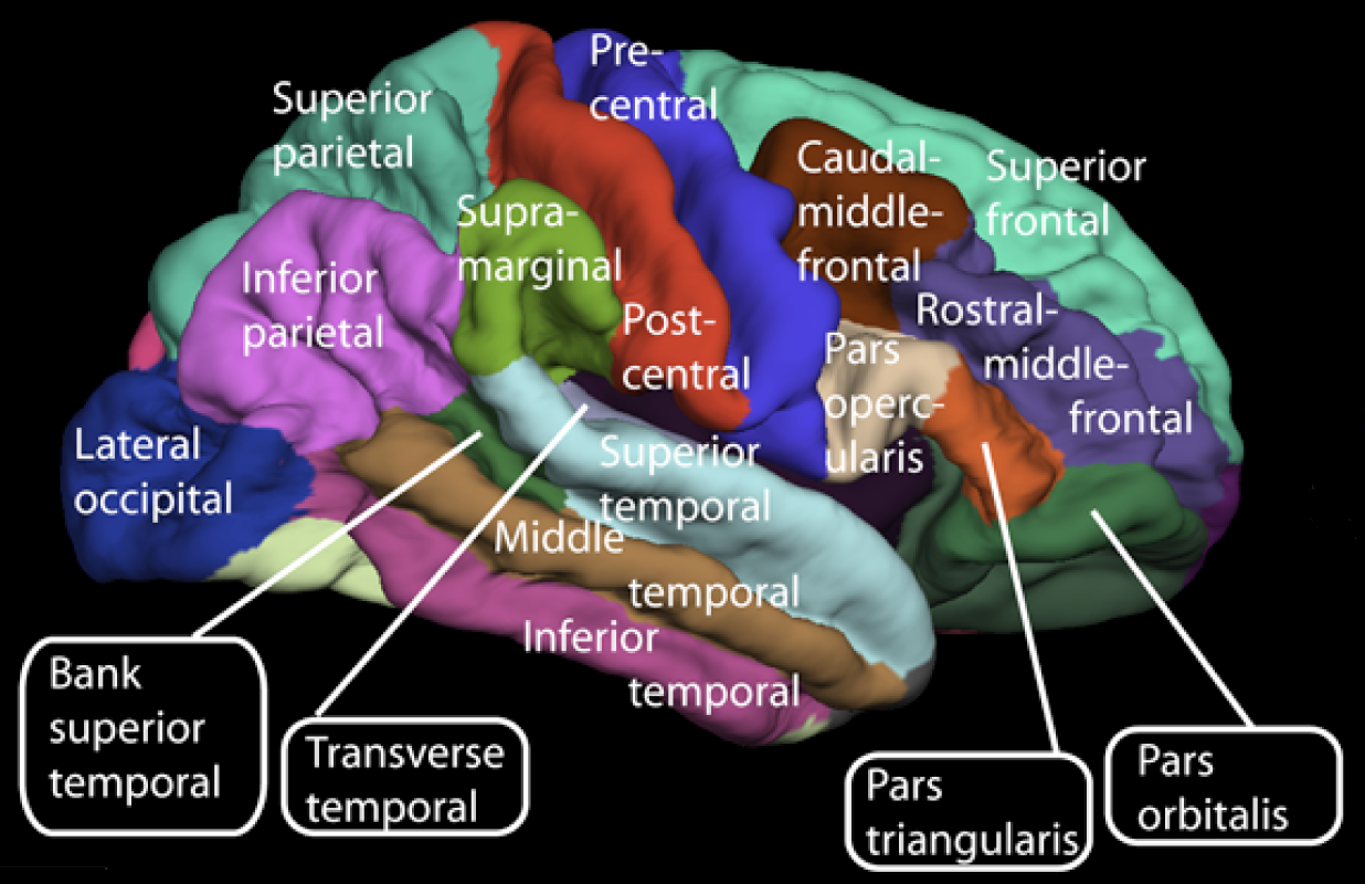 Regions of the cerebral cortex 