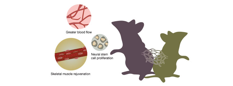 Linking circulatory systems appears to have regenerative effects, but young blood's influence may be overestimated 