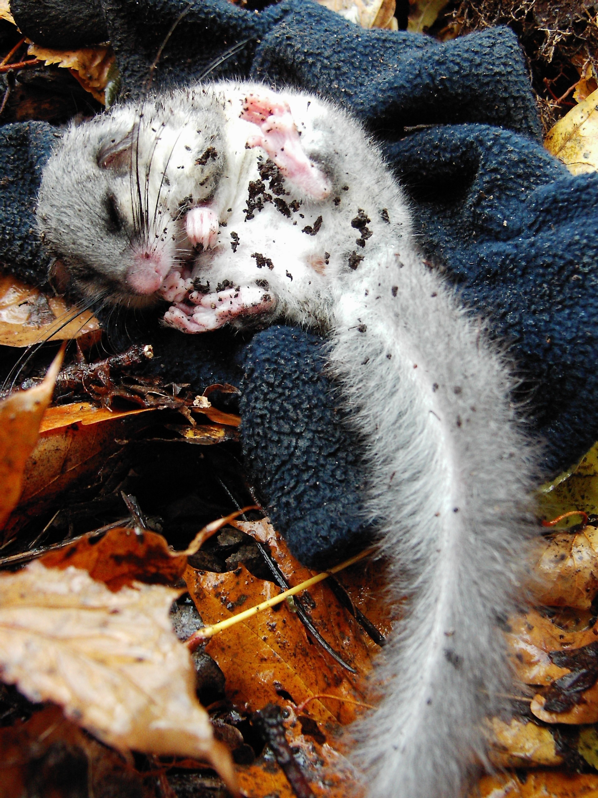 An edible dormouse in a hibernating state