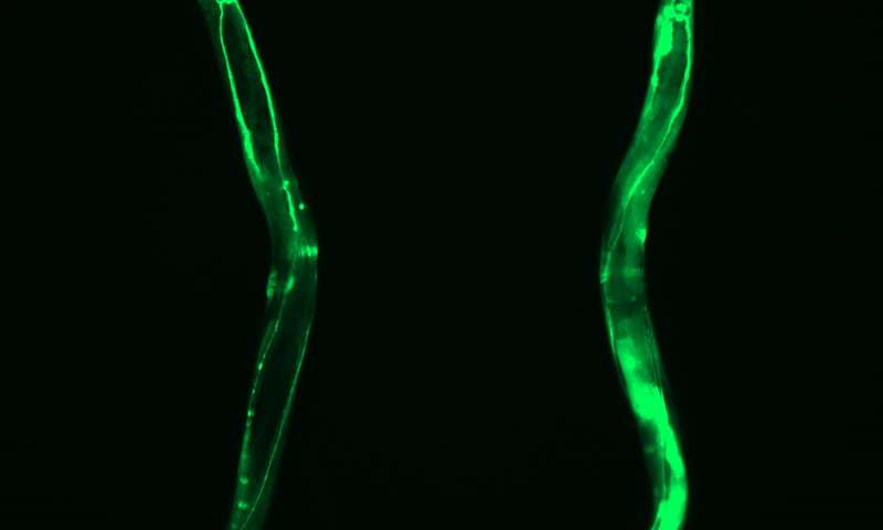  Overexpression of CCT8 shown here through GFP fluorescence. Credit: Alireza Noormohammadi and Amirabbas Khodakarami