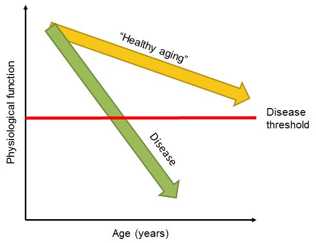 People are described as “healthy aging” or “successful aging” or “aging well” when their physiological functions decline but not to the extent that they cross the disease threshold. Image credit: Sven Bulterijs.