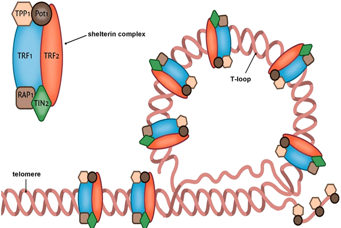 The shelterin complex proteins were believed to be the only proteins that bound telomeres 