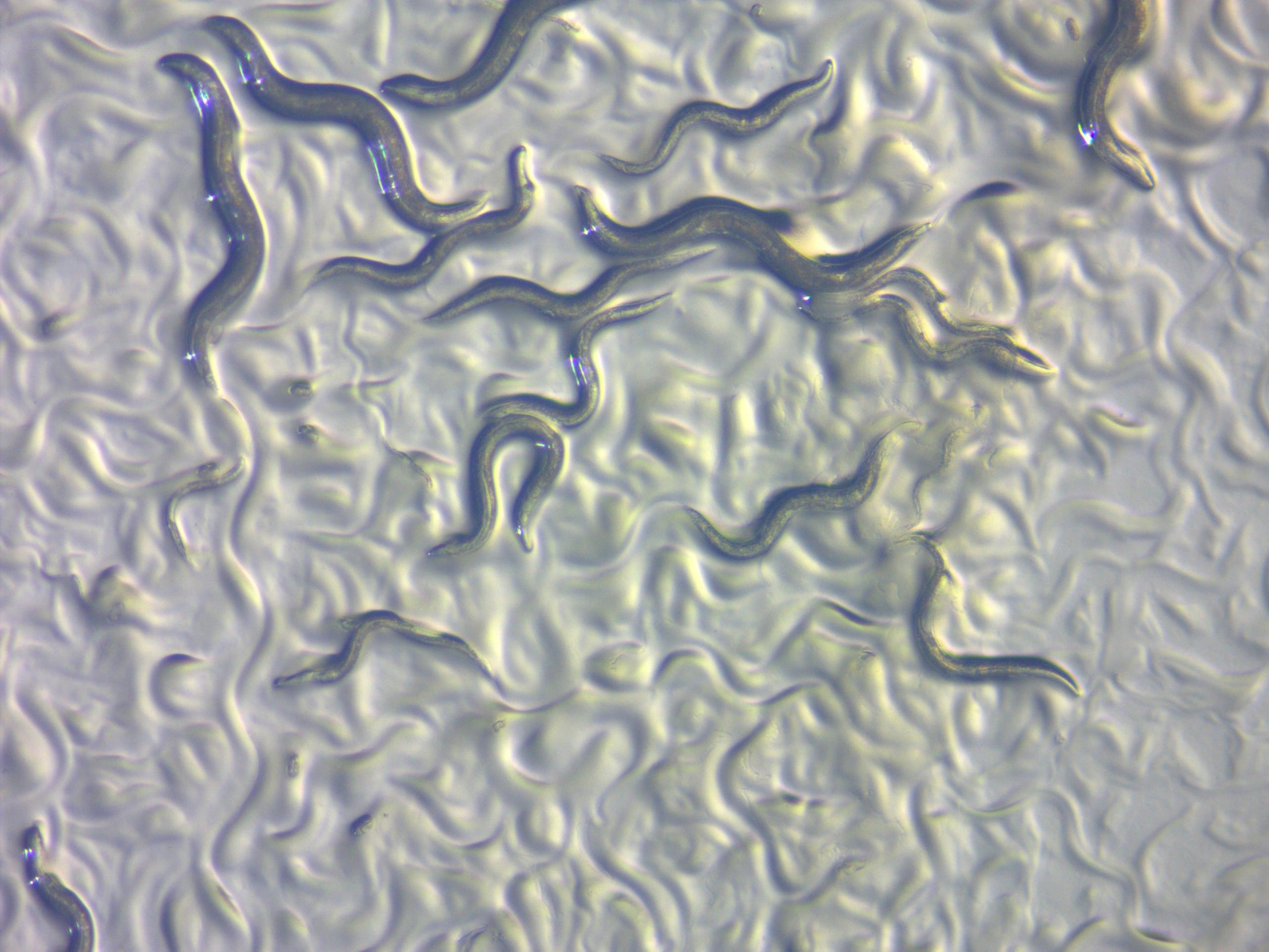 Credit: ZEISS Microscopy