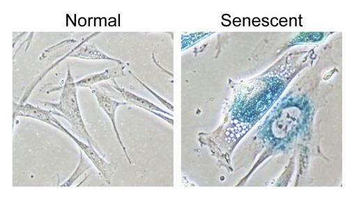 Senescent cells have a distinctive appearance and behaviour