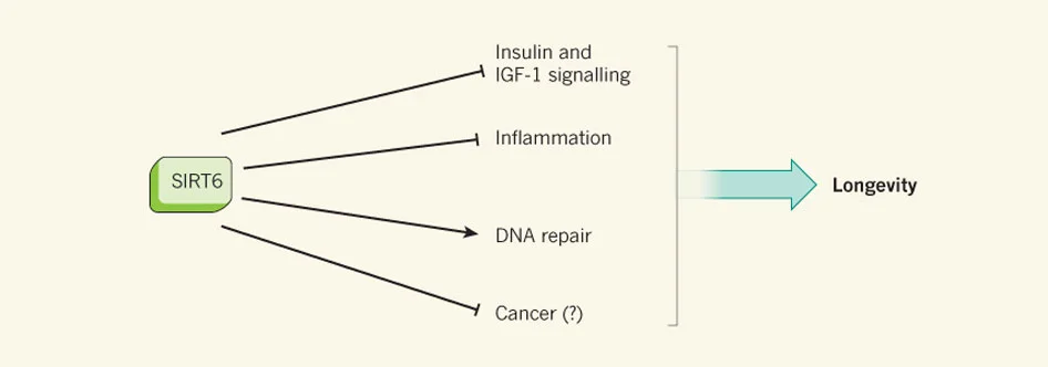 Lombard, David B., and Richard A. Miller. "Ageing: Sorting out the sirtuins." Nature 483.7388 (2012): 166-167.