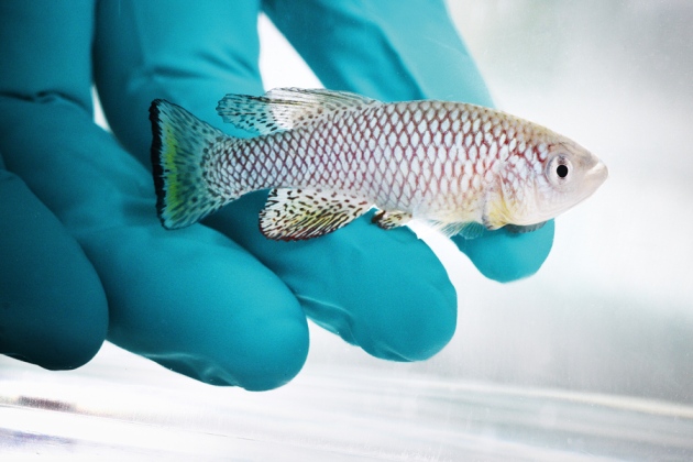 The turquoise killifish. Credit: Frank Vinken for Max Planck Society