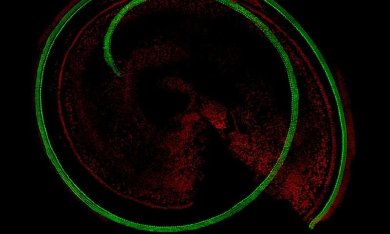 Credit: Jian Zuo, Ph.D., of St. Jude Children's Research Hospital