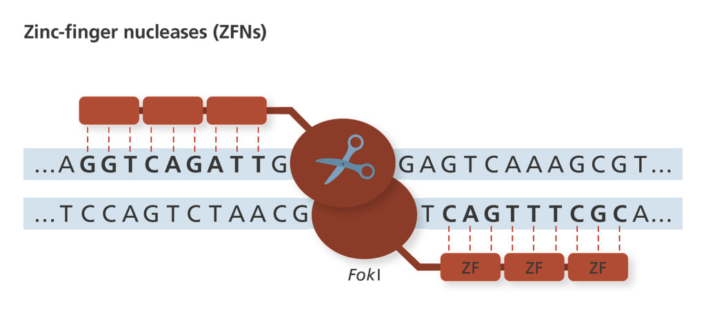 Image credit: Genome Research Limited