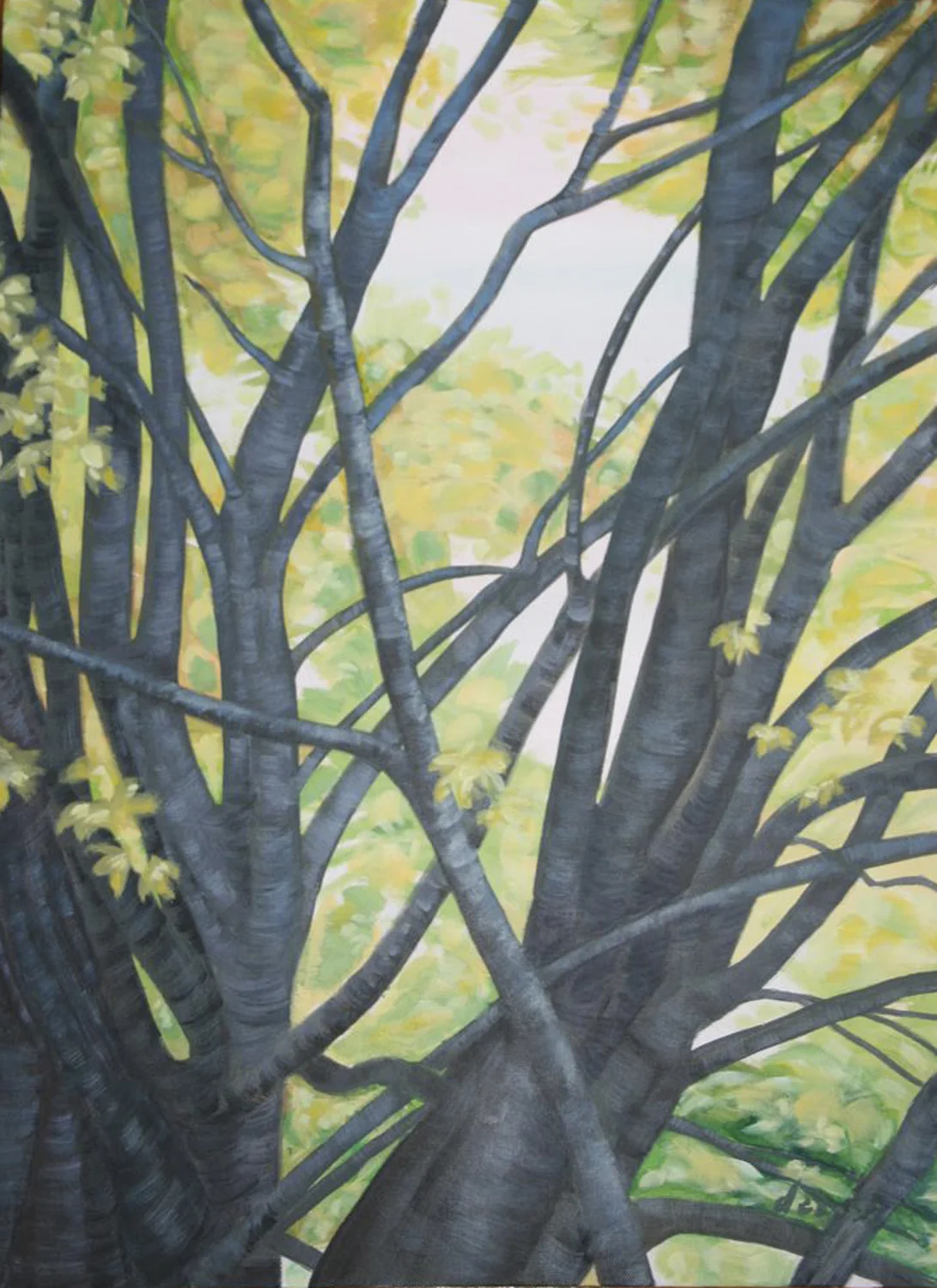 Spring Branches
