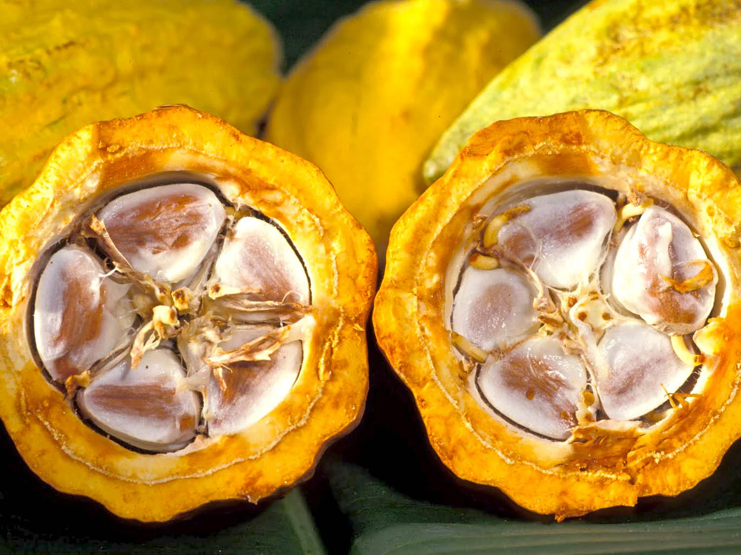 Chocolate's Boozy Cousin from South America