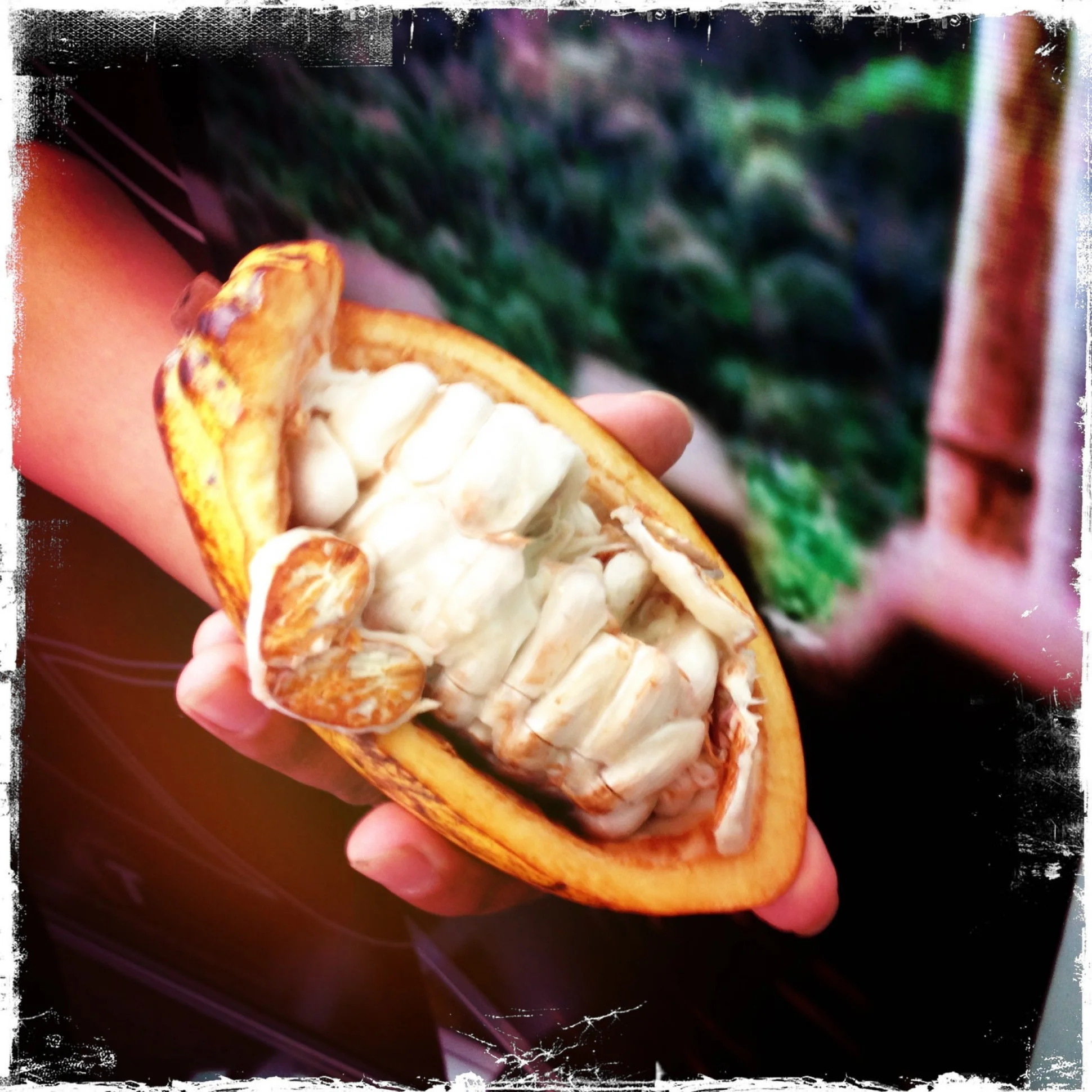 Cacao Cocktails: A New Tequila-Like Spirit Distilled From Cacao Fruit