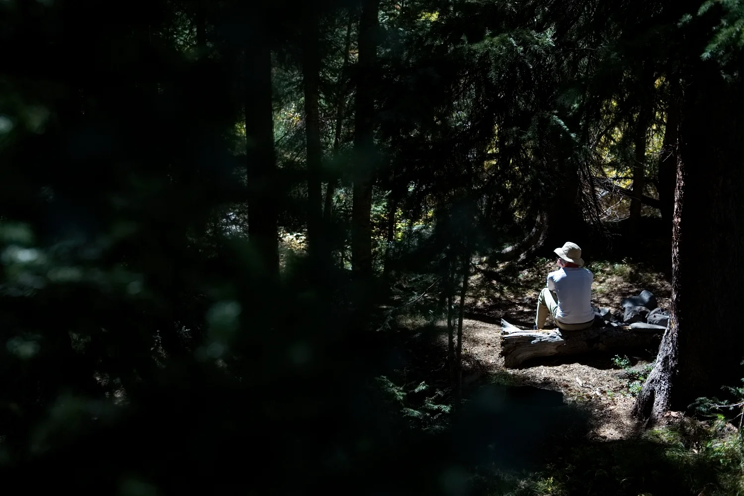 WindinPinesForestTherapyHeader003.jpg