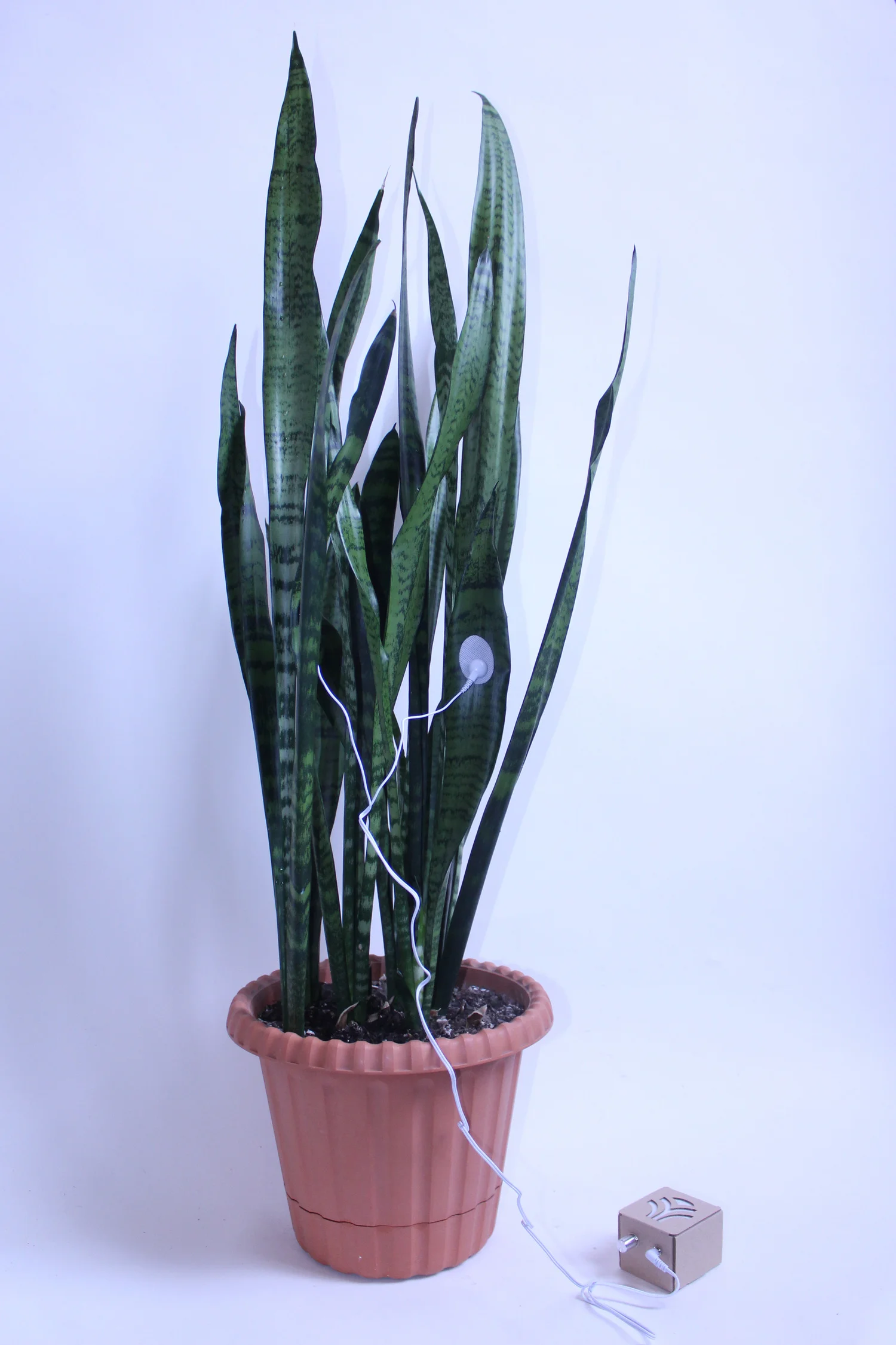 Plant+00.jpg