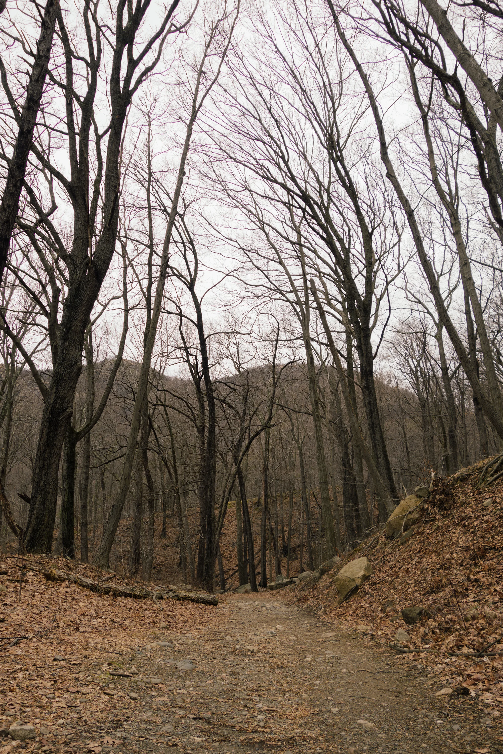 _DSC0039-1.jpg