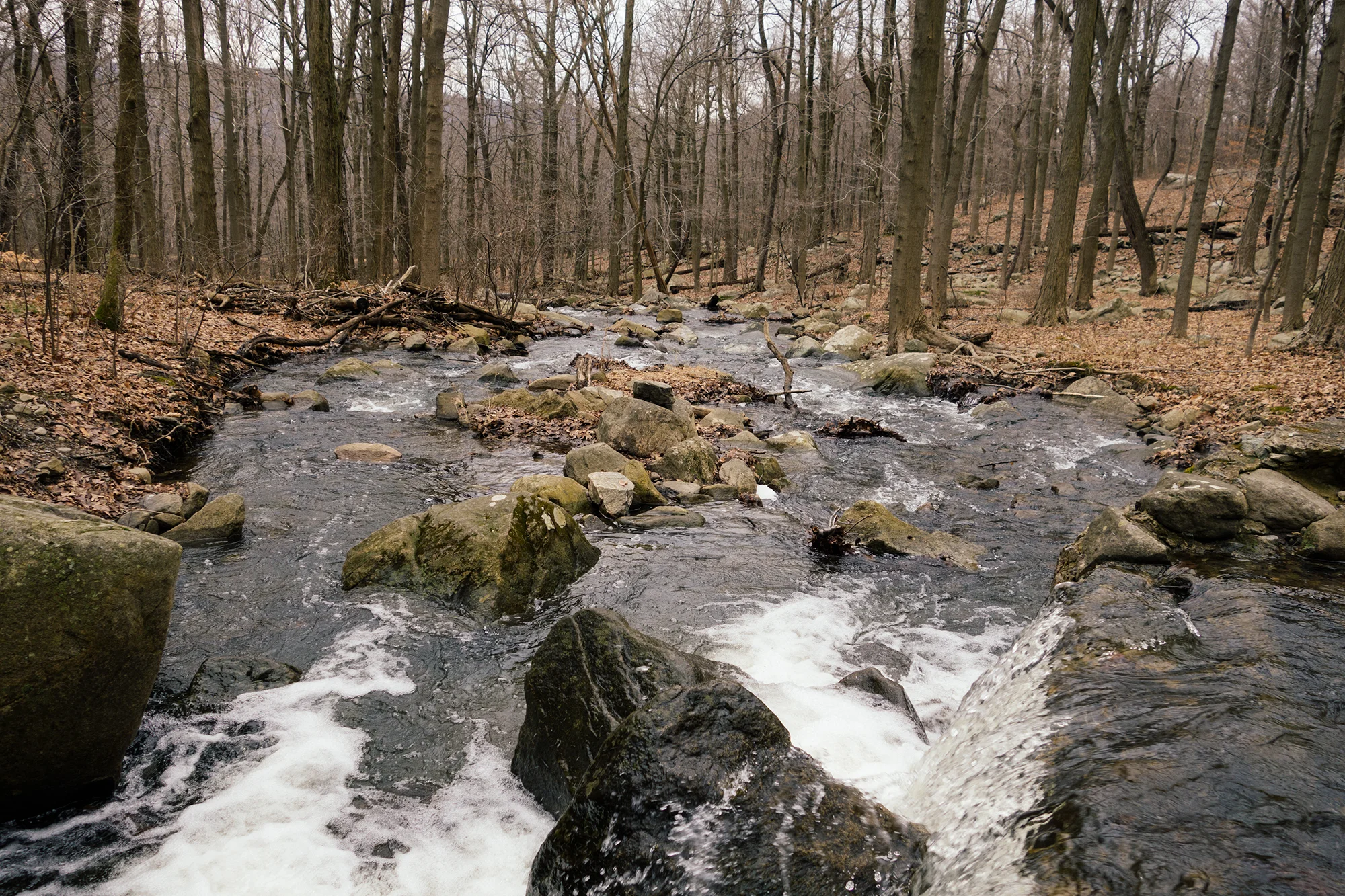 _DSC0046-1 copy.jpg