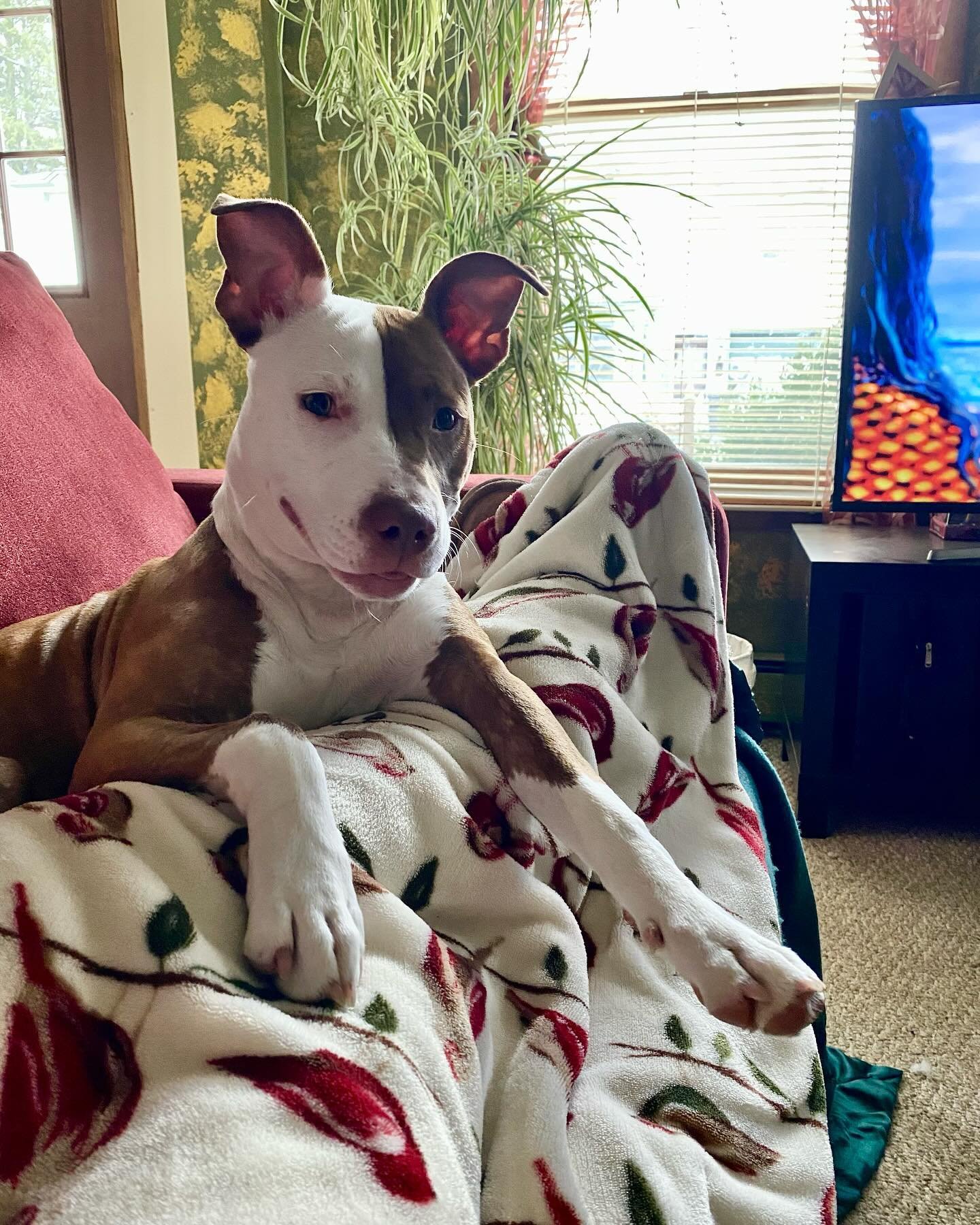 The best nursemaid ever. Well, when she&rsquo;s not climbing over my head. ❤️ Love our Fe.

#dogsofinstagram #puppiesofinstagram #pittie