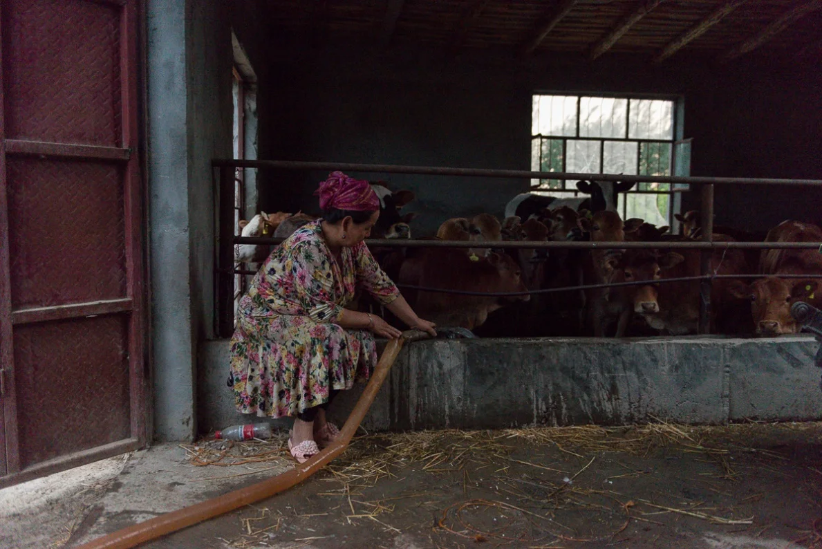 Still wearing the dress she wore for the wedding that had happened earlier in the day, a woman fills the cattle trough of the family farm.