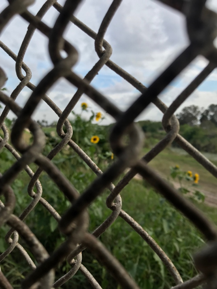 Sunflower along Texas-Mexico border. Photo credit: Ana Hernández