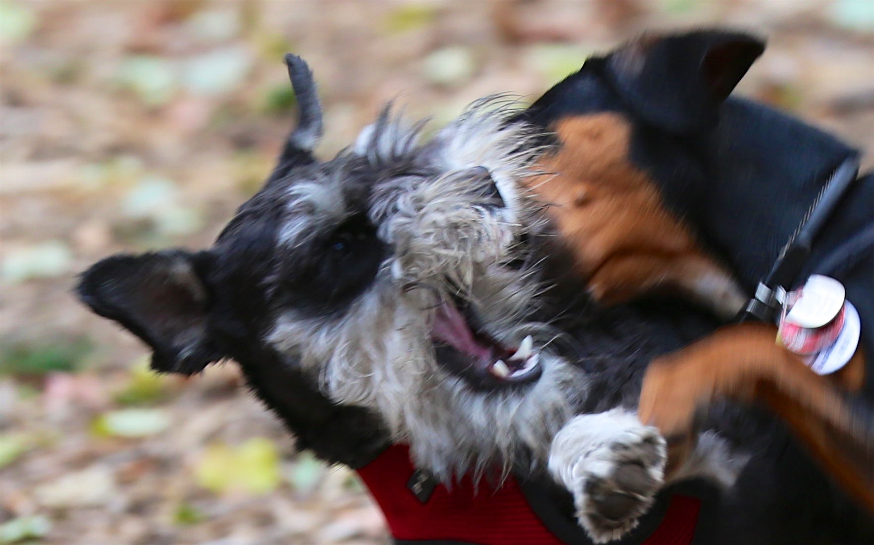 Max wrestling in Central Park