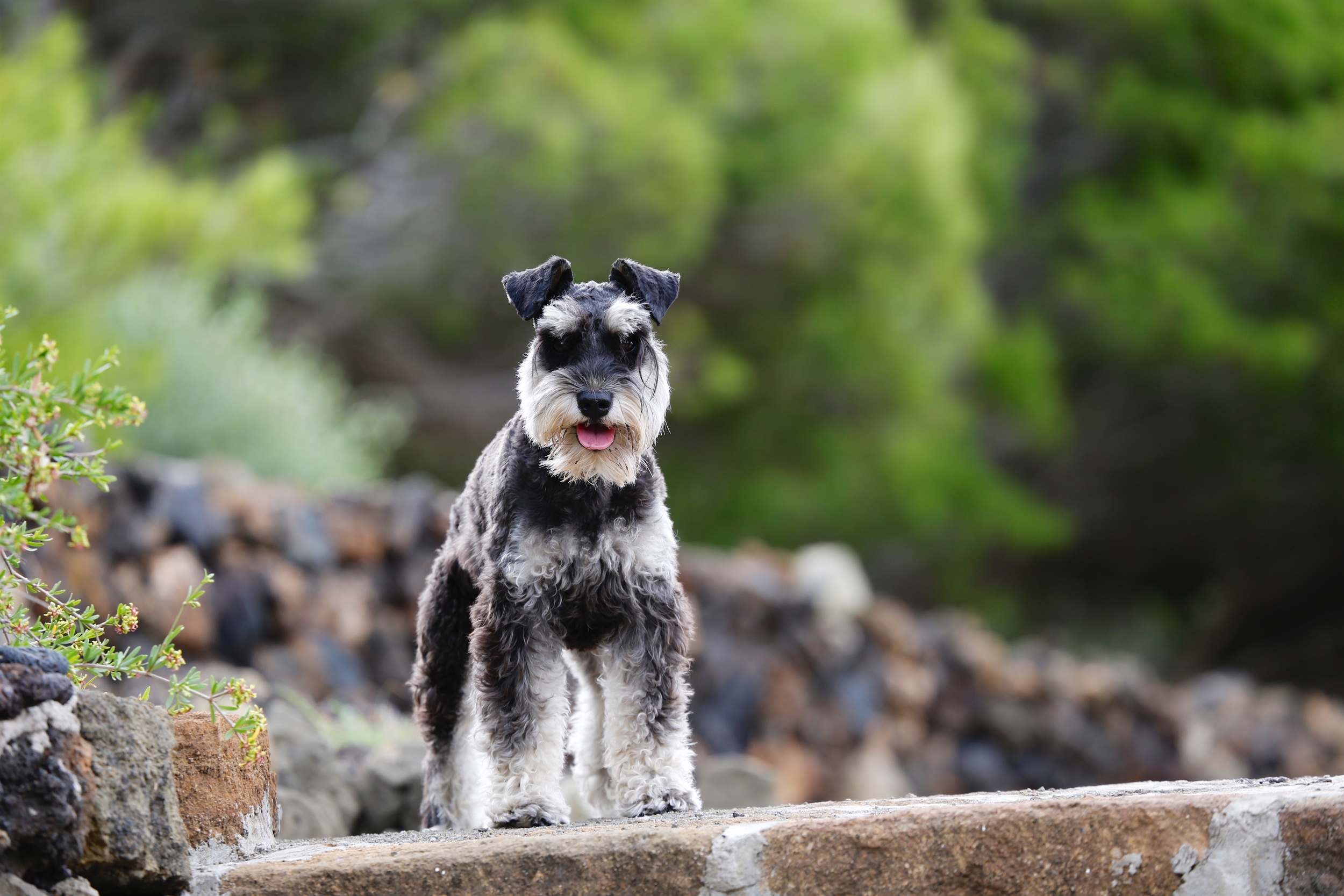 Max in Linosa, Italy