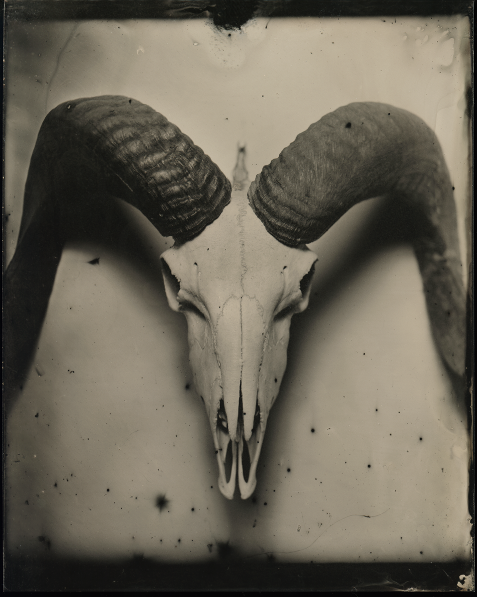 Ram Skull © Henrietta's Eye