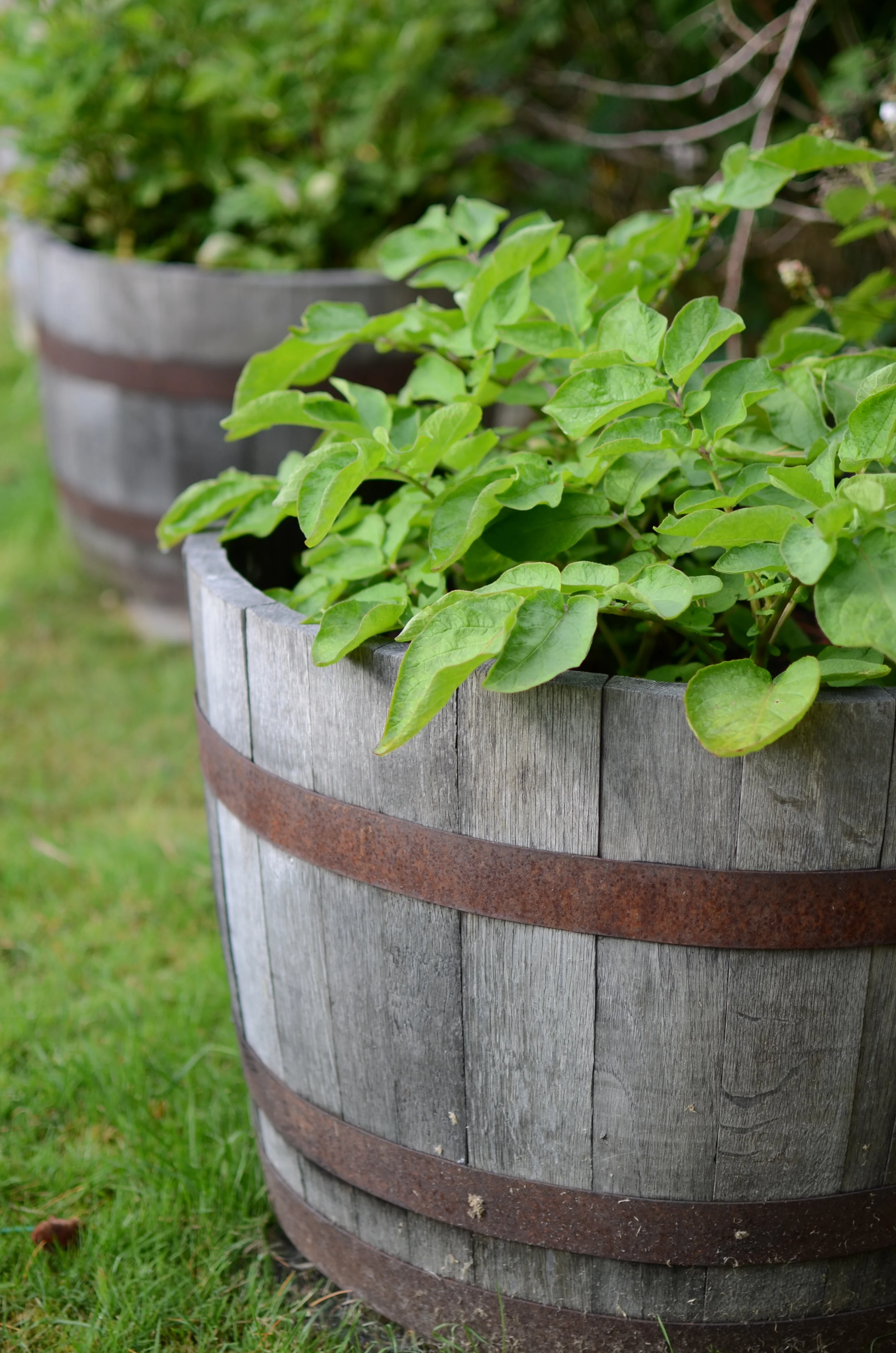 Potatoes in a wine barrel - p hoto by Seattle Urban Farm Company