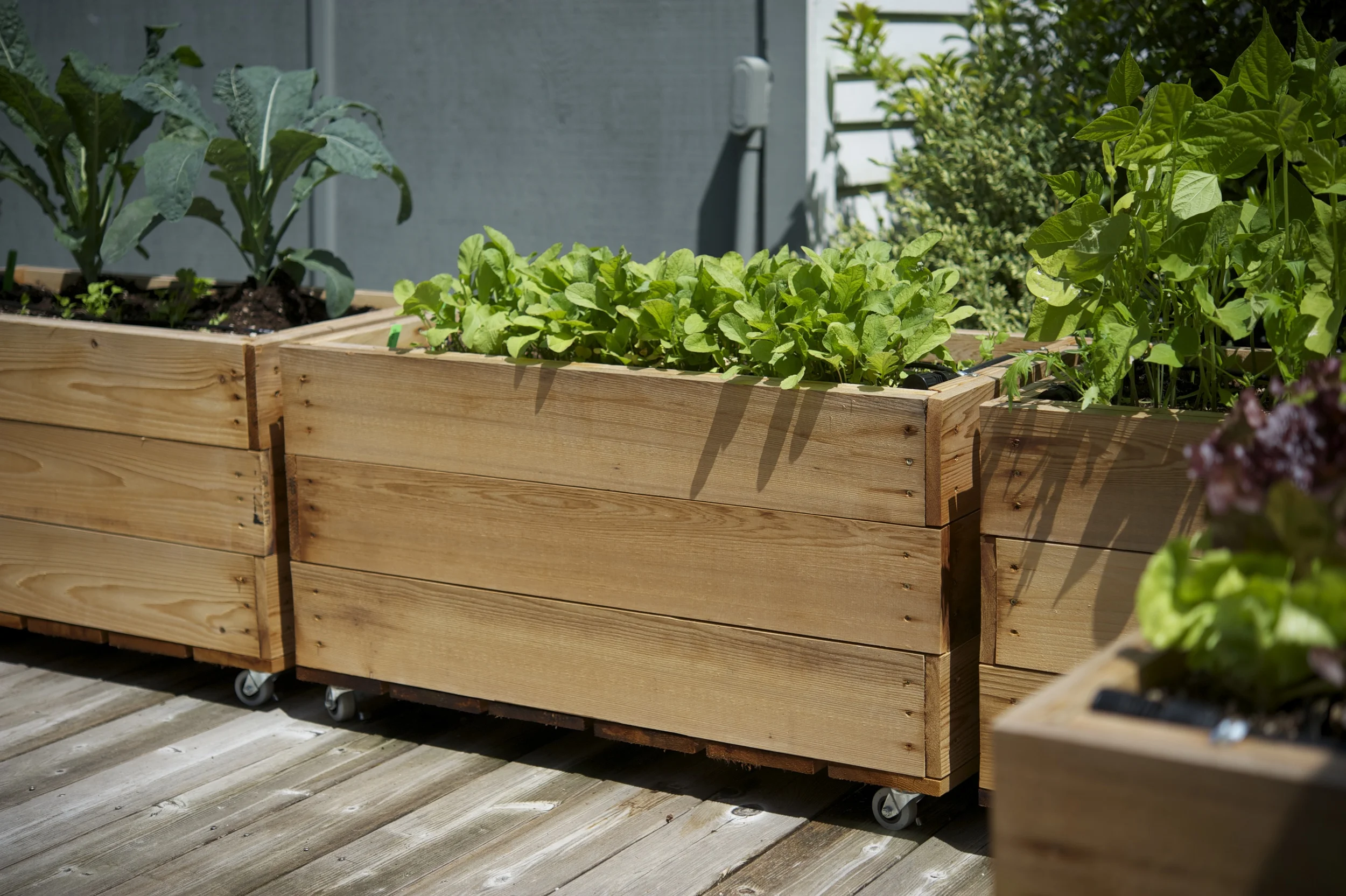 2'x3' small cedar beds - p hoto by Seattle Urban Farm Company