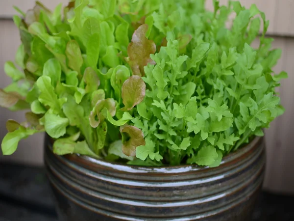 Growing Yummy Things In Small Spaces