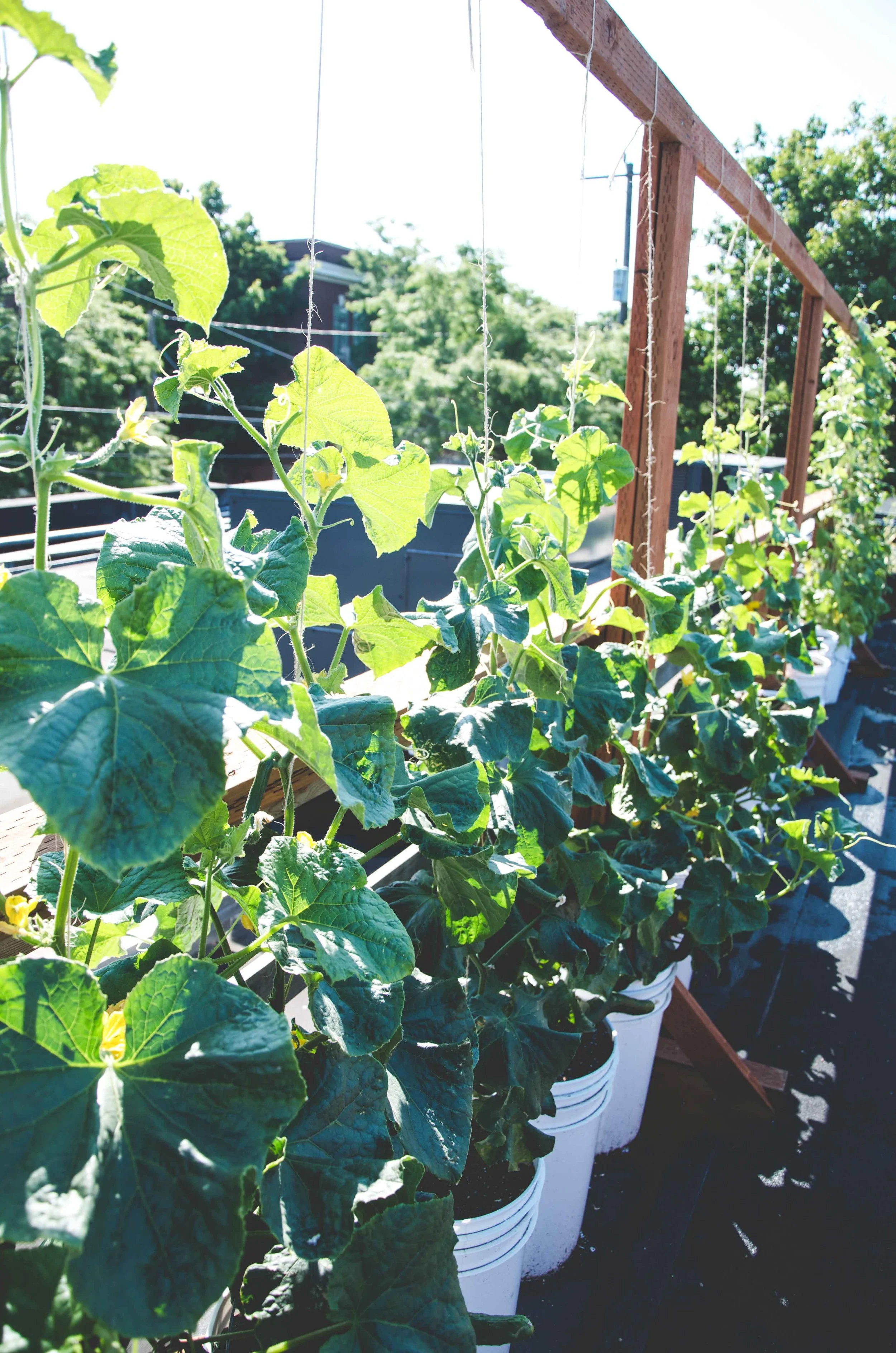 Cucumbers - Photo by Seattle Urban Farm Company 