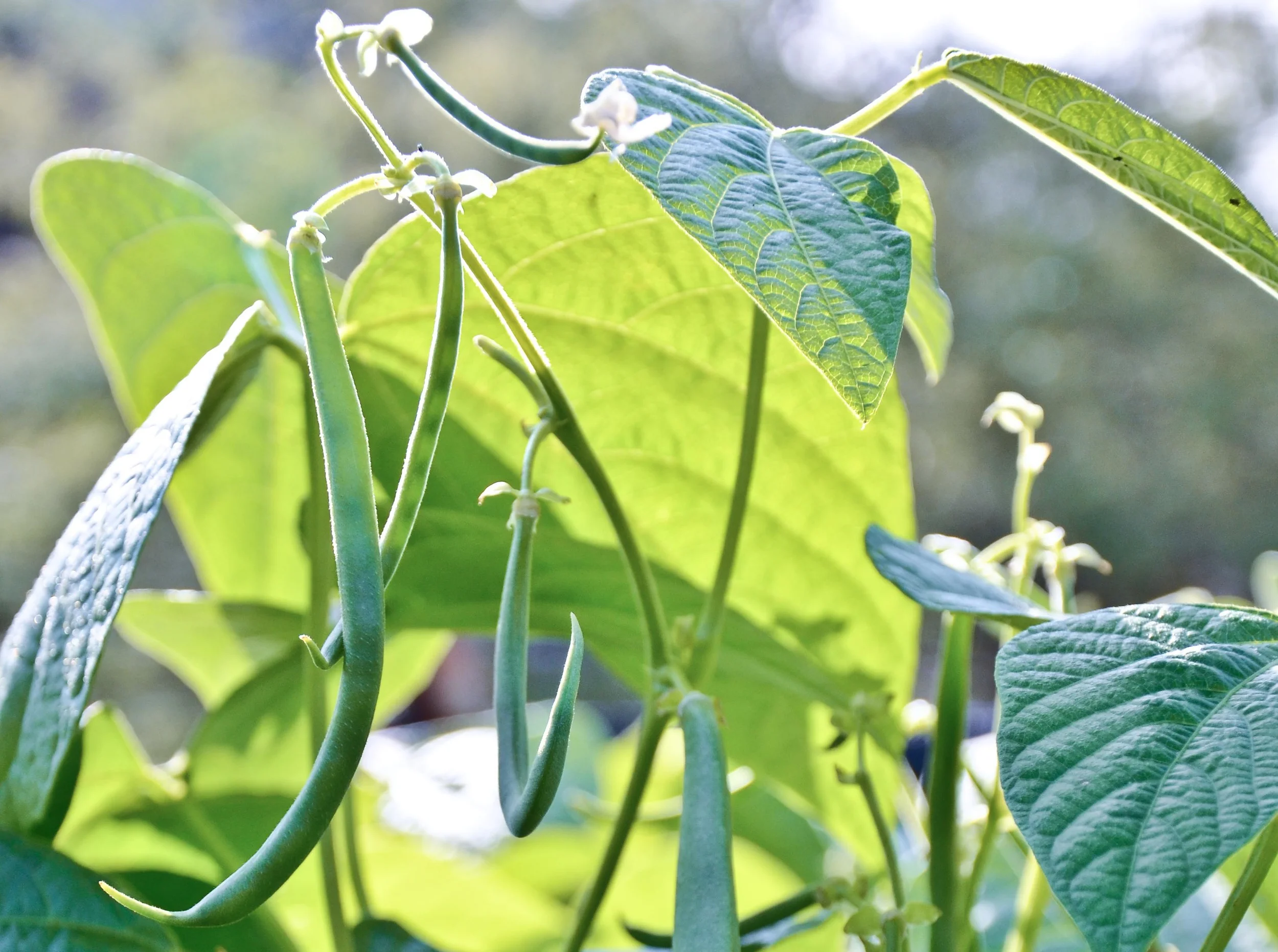 Beans - Photo by Seattle Urban Farm Company 