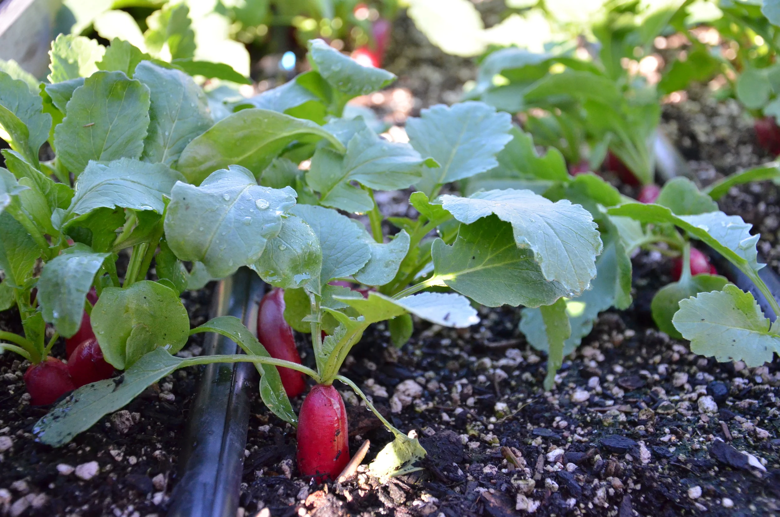 Radishes - Photo by Seattle Urban Farm Company 