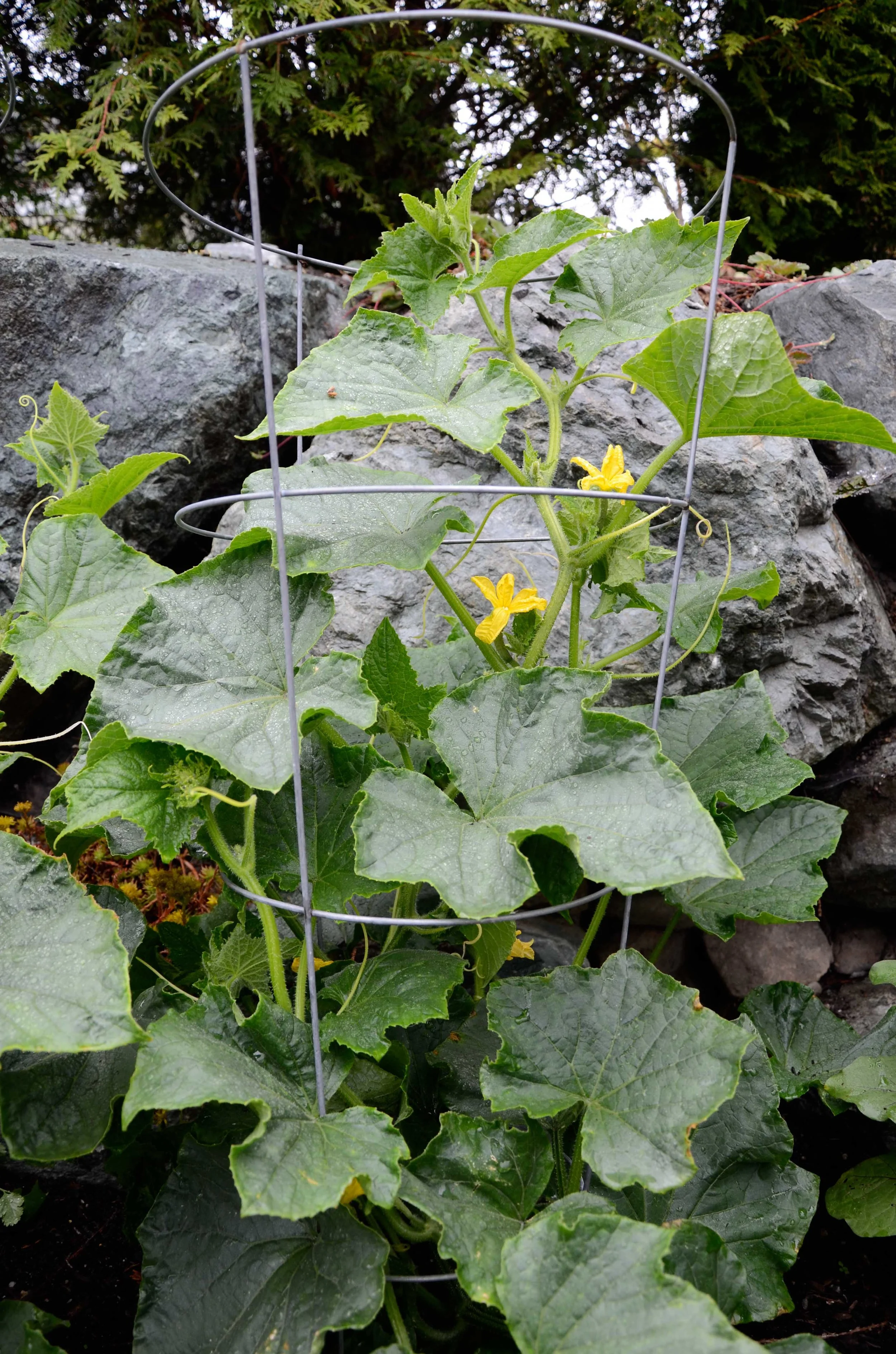 Cucumbers - Photo by Seattle Urban Farm Company 
